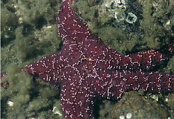 Starfish 2